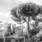 Roman trees